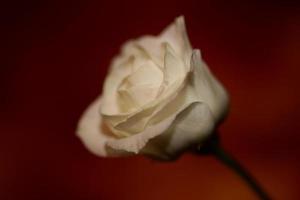 flor blanca flor de cerca fondo agrícola rosa familia rosaceae alta calidad tamaño grande impresiones botánicas foto