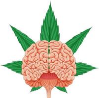 cerebro humano y hoja de cannabis vector