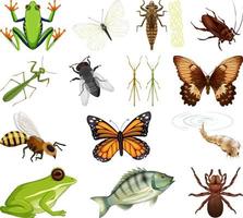 diferentes tipos de insectos y animales sobre fondo blanco vector