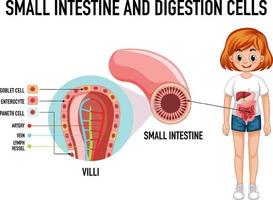 Diagram showing small intestine and digestion cell vector