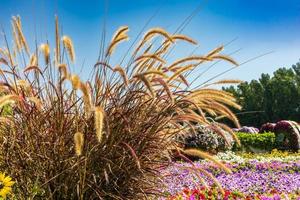 wheat and flowers field photo