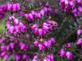 Closeup of tiny pink flowers on a heather plant photo