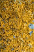 Cover page with beautiful colorful lichen patterns on the rocks in Patagonia, South America, as background concept. photo