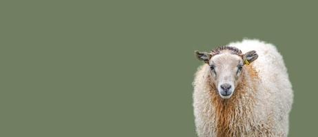 Banner with Icelandic sheep at dark green, khaki, at solid background with copy space, Iceland, details, closeup. Concept of sheep wool production industry. photo