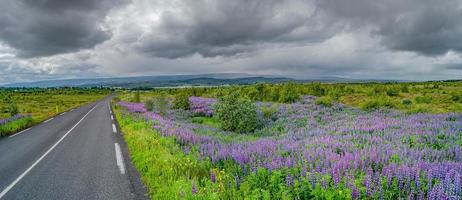 Panoramic view over beautiful flowers of purple Lupin Nootka meadows field and lonely road on Eastern Iceland, early summer and dramatic rainy sky. photo