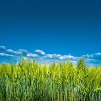 Banner with view of beautiful farm landscape of green wheat field in late Spring, beginning of Summer in Europe, at blue sky with clouds and copy space gradient background. photo