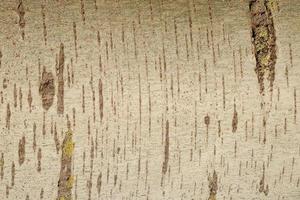 Ancient trunk bark of plane tree in forest covered with lichen, Germany, closeup, details photo