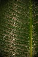 mojado con gotas de agua hoja de ficus elastica indio en el jardín tropical como fondo y textura, primer plano, detalles foto