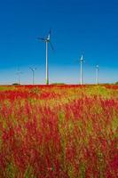 Beautiful farm landscape with meadow red flowers and wind turbines to produce green energy in Germany, Summer, at sunny day and blue sky. photo