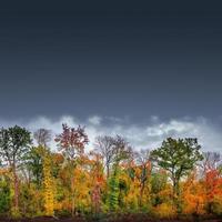 pancarta con senderos para caminatas a través de densos bosques como la jungla del hemisferio norte con muchas plantas diferentes en colores dorados de otoño y cielo lluvioso dramático. con fondo degradado de espacio de copia. foto