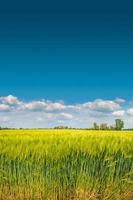 Banner with view of beautiful farm landscape of green wheat field in late Spring, beginning of Summer in Europe, at blue sky with clouds and copy space gradient background. photo