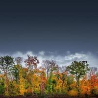 Banner with hiking trail through dense woods as northern hemisphere jungle with many different plants in golden Autumn colors and dramatic rainy sky. With copy space gradient background. photo