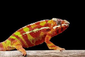 Close up animal chameleon panther lizard isolate on black  background photo