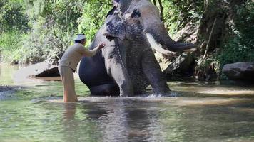 mahout asiatico con elefante nel torrente, chiang mai thailandia. video