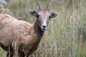 borrego cimarrón en una colina rocosa en wyoming foto