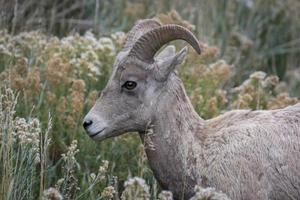 Bighorn Sheep on a rocky hill in Wyoming photo