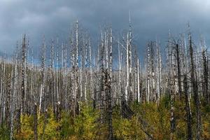Fire damaged trees in Glacier National Park photo
