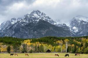 Donkeys in a field in Grand Teton National Park photo