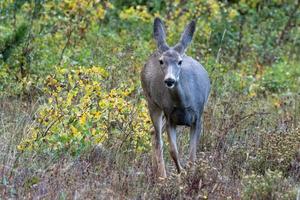 Mule Deer in Montana photo