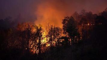 un incendie de forêt brûle causé par l'homme video