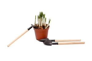 Daffodils and gardening tools. tools for gardening and irrigation flowers isolated on a white background. daffodil flowers in a pot photo