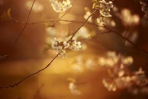 White Cherry flower bloom in spring season. Vintage sweet cherry blossom soft tone texture background. photo