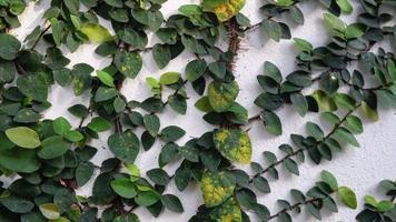 Climbing Ficus pumila on white wall video