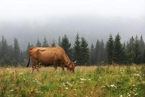 A red cow grazes in a summer meadow with mountains in the background. year of the bull. rural farm in the mountains. cattle grazing. photo