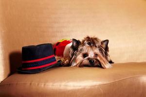 christmas dog - yorkie dog wearing santa on the sofa photo