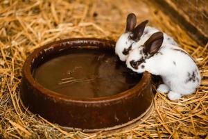 Two White Rabbits Drinking Water From Baked Clay Disc. selective focus on the rabbit photo