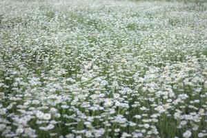 background of flowers field of daisies. selective focus photo