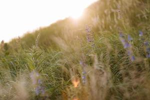 Selective soft focus of dry grass, violet blue vibrant wildflowers, stalks blowing in the wind at golden sunset light, blurred hills on background, copy space. Nature, summer, grass concept photo