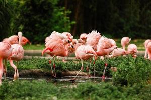 pink flamingos in nature. A group of pink flamingos hunting in the pond. Oasis of green in urban setting, flamingo photo