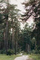 un bosque de pinos fascinante. camino en el bosque foto