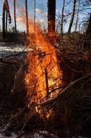 fuego ardiente la hoguera arde en el bosque. textura de fuego ardiente. hoguera para cocinar en el bosque. textura de ramas en llamas