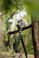 lémur de cola anillada - lemur catta, un pequeño mono con una larga cola rayada sentado en una rama de árbol en el parque natural. enfoque selectivo. fondo de animales foto