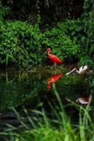 A pink flamingos hunting in the pond, Oasis of green in urban setting, flamingo photo