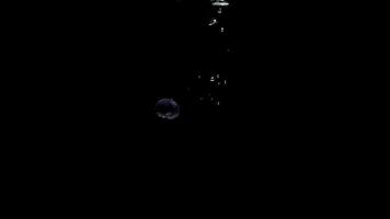 mirtilos maduros caem em água limpa e flutuam produzindo pequenas bolhas de ar na semi-escuridão em câmera lenta macro preta video