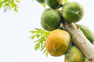 muchas papayas en el árbol foto