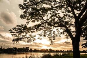 tree silhouette at sunset sky next nature river lake landscape nature background. photo