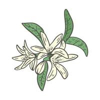 Ilustración de vector de árbol de cítricos floreciente