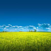 pancarta con vista al hermoso paisaje agrícola del campo de trigo verde a fines de la primavera, comienzos del verano en europa, en el cielo azul con nubes y fondo degradado del espacio de copia. foto