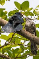 Asian koel or cuckoo sitting on the branch in a forest photo