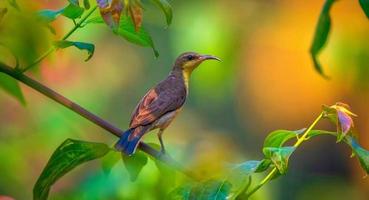 pájaro sol de pico largo o pájaro sol de pecho granate, sentado en una rama en el bosque