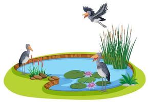 A shoebill with natural pond vector