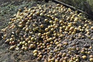 A pile of rotten pears and apples in the ground photo