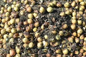 A pile of rotten pears and apples in the ground photo