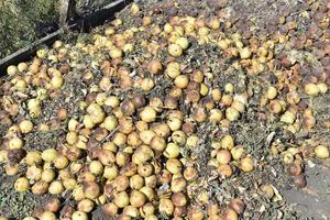 A pile of rotten pears and apples in the ground photo