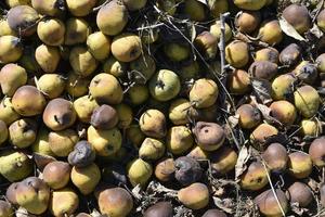 A pile of rotten pears and apples in the ground photo