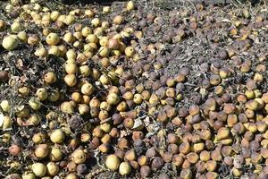 A pile of rotten pears and apples in the ground photo